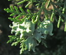 نوش